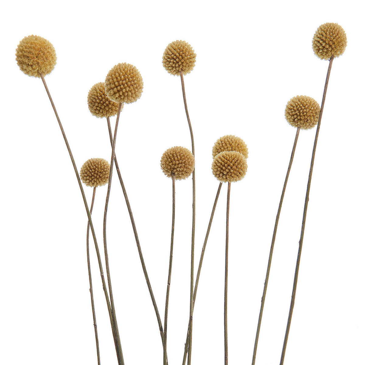 TROCKENBLUMEN CRASPEDIA Flower Market - Braun, Naturmaterialien (1cm) - Butlers