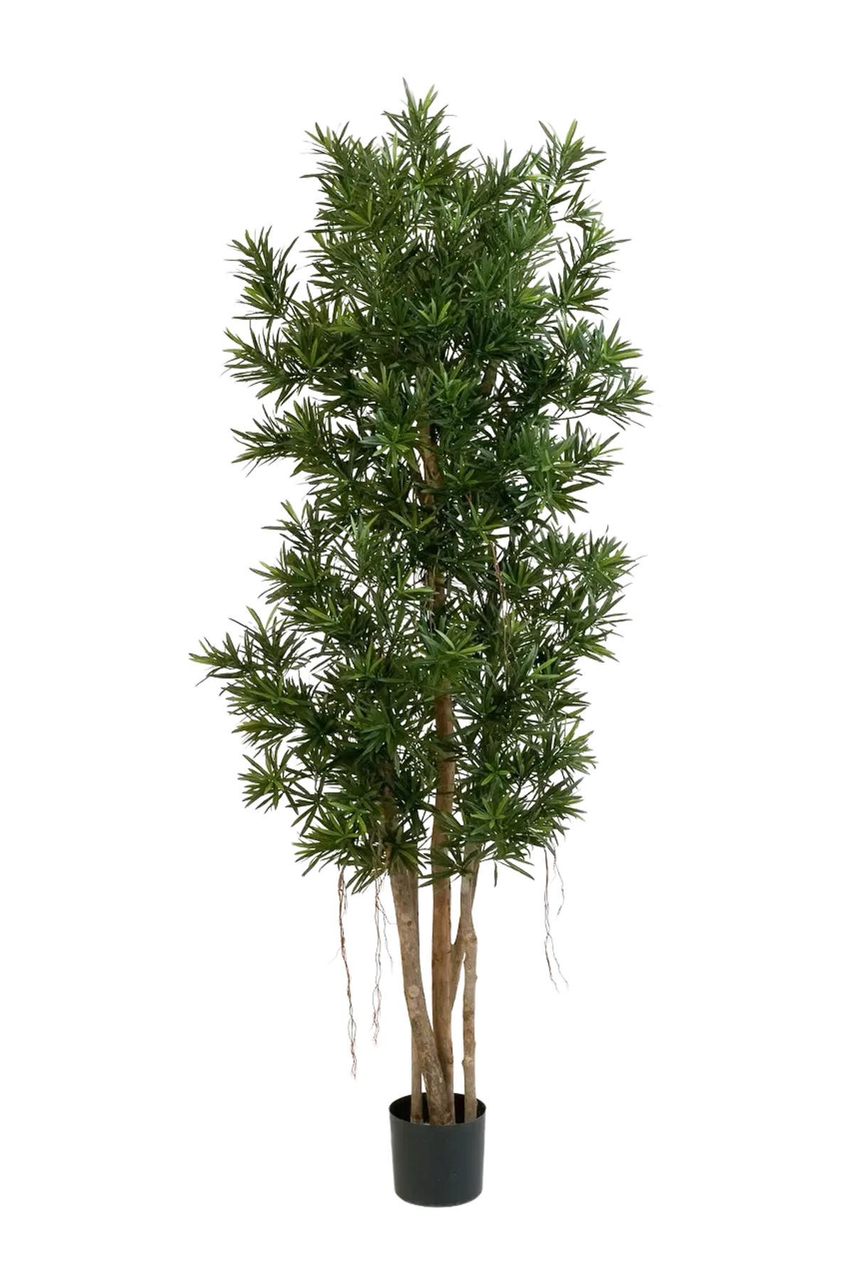 KUNSTBAUM Künstlicher Podocarpus Reflexa- Paul 210 cm - Grün, Kunststoff (210cm) - aplanta