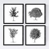 POSTER Set mit 4 Blättern der mittlere dünne Bäume Stamm weiß 20x20cm Rahmenlos - Klar, Papier (20/3cm) - Nacnic