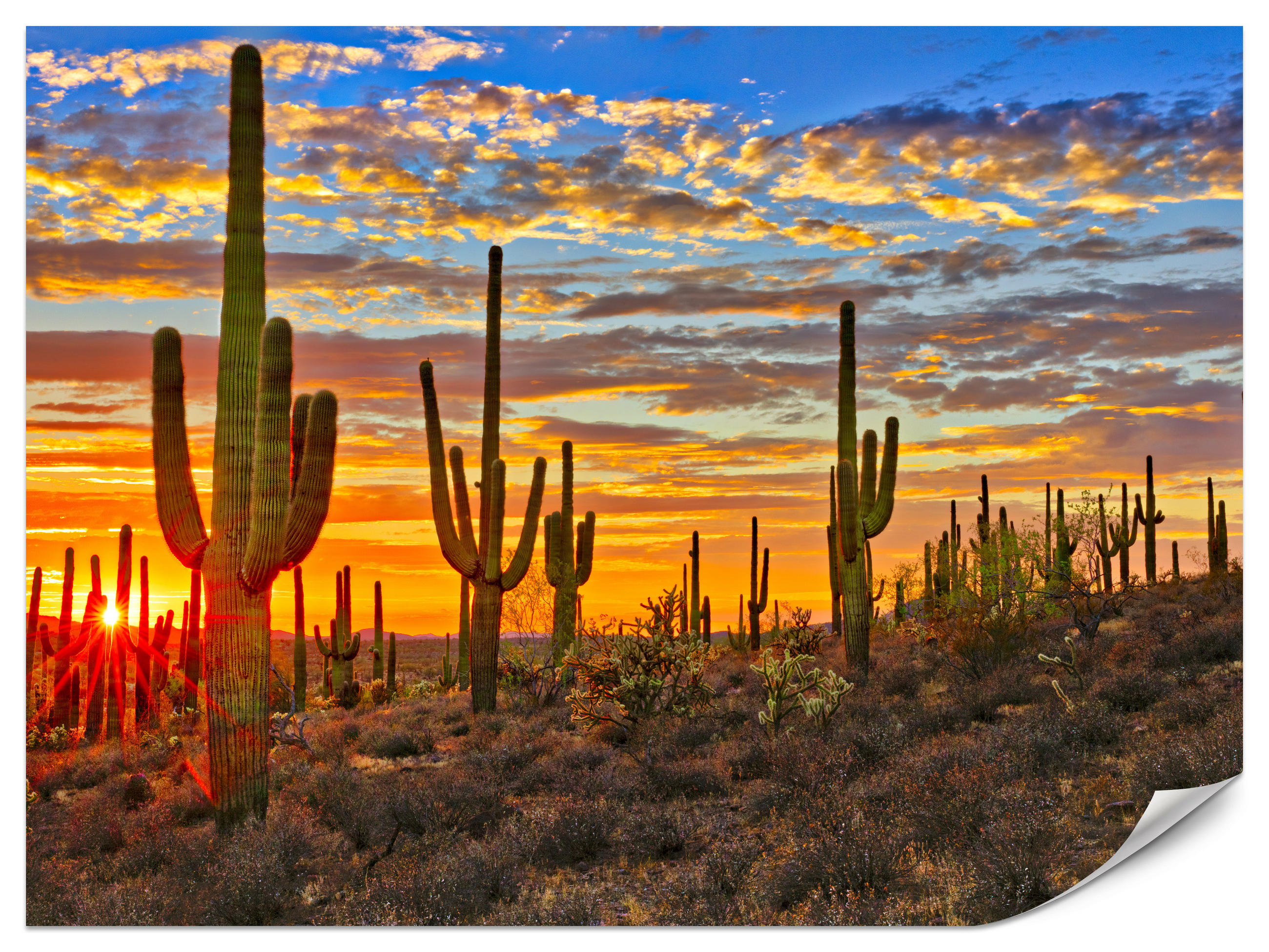 FOTOTAPETE für Wohnzimmer Wüsten Sonnenuntergang Kaktus Pflanzen 250x175 - Gelb/Beige, Papier (250/175cm) - Muralo