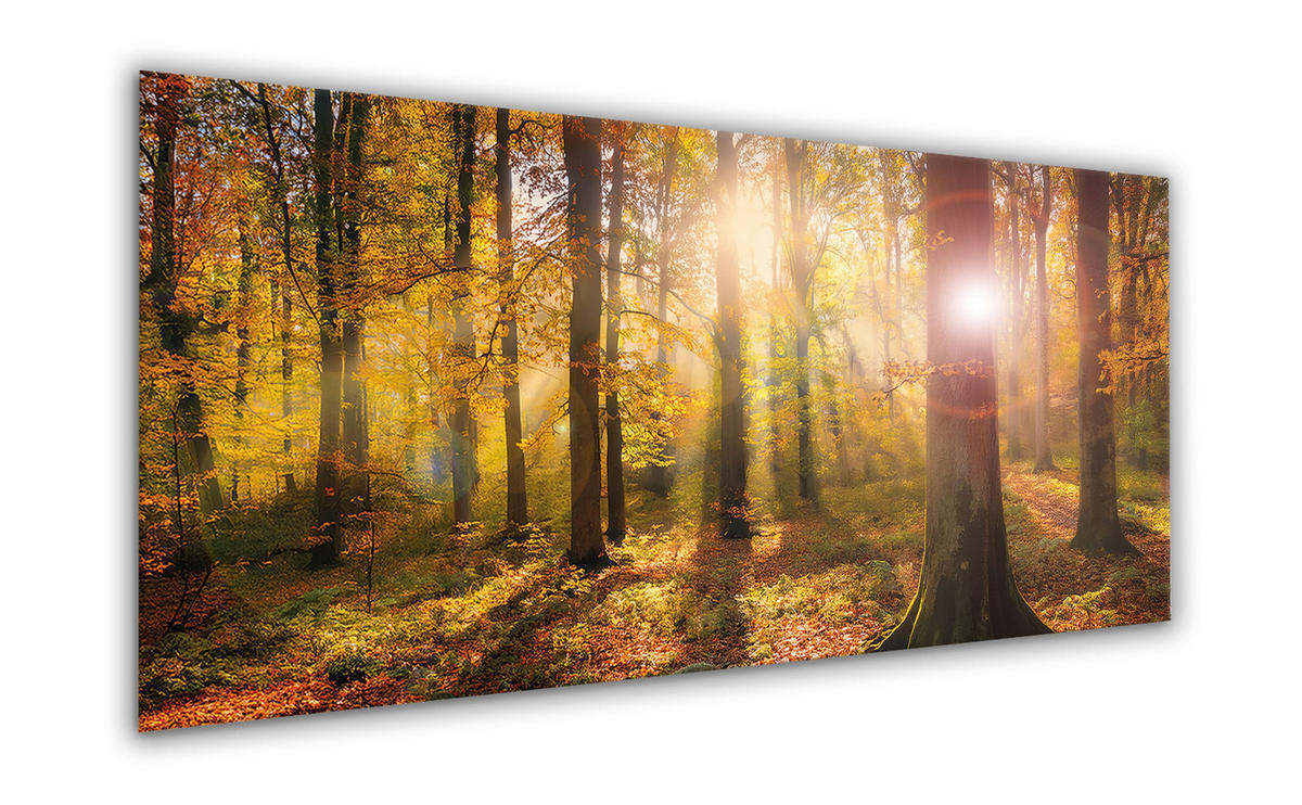 GLASBILD 125x50 cm Herbst Wald - Braun, Glas (125/50cm) - artissimo