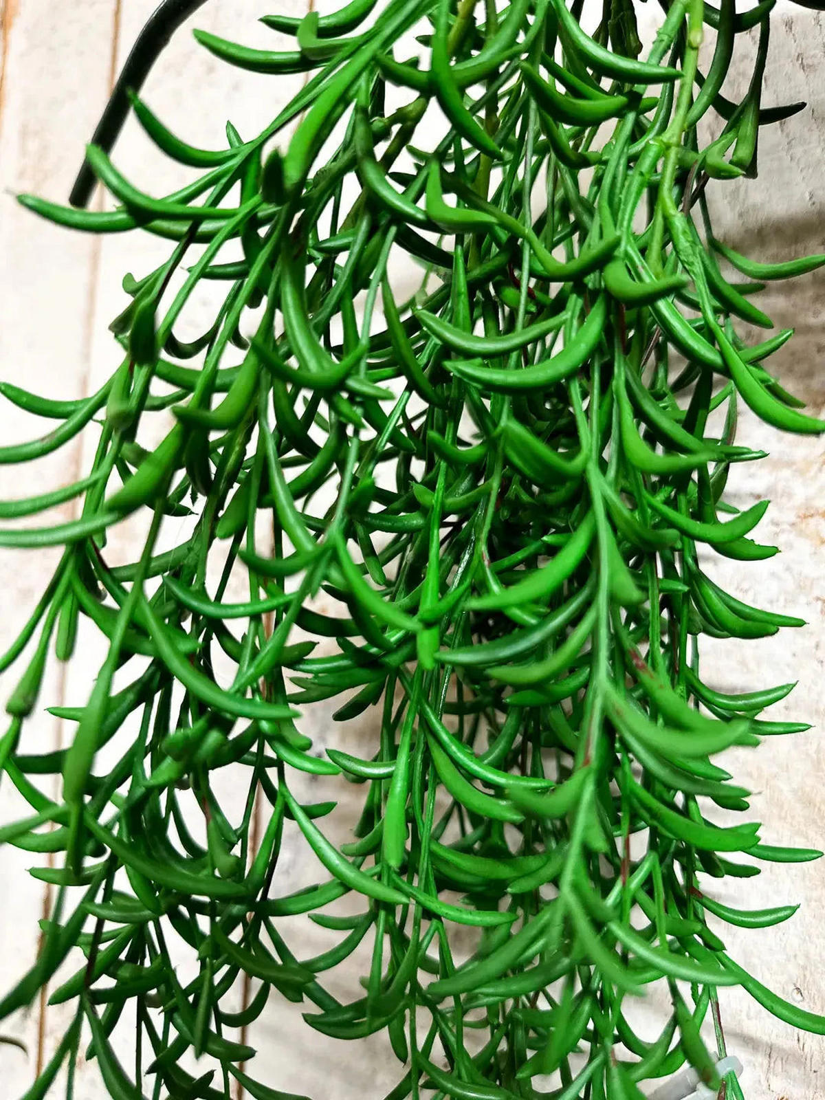 SUKKULENTEN Künstliche Hänge-Sukkulente - Henriette 45 cm - Grün, Kunststoff (45cm) - aplanta