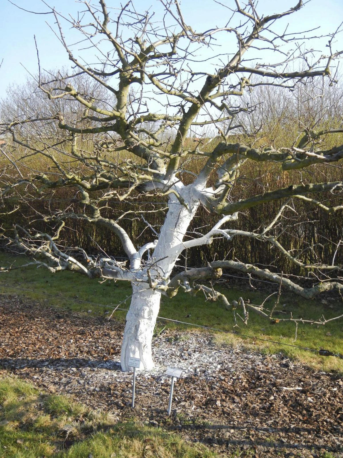 WEISSANSTRICH für Obstbäume - Ahornfarben, Naturmaterialien - Westfalia