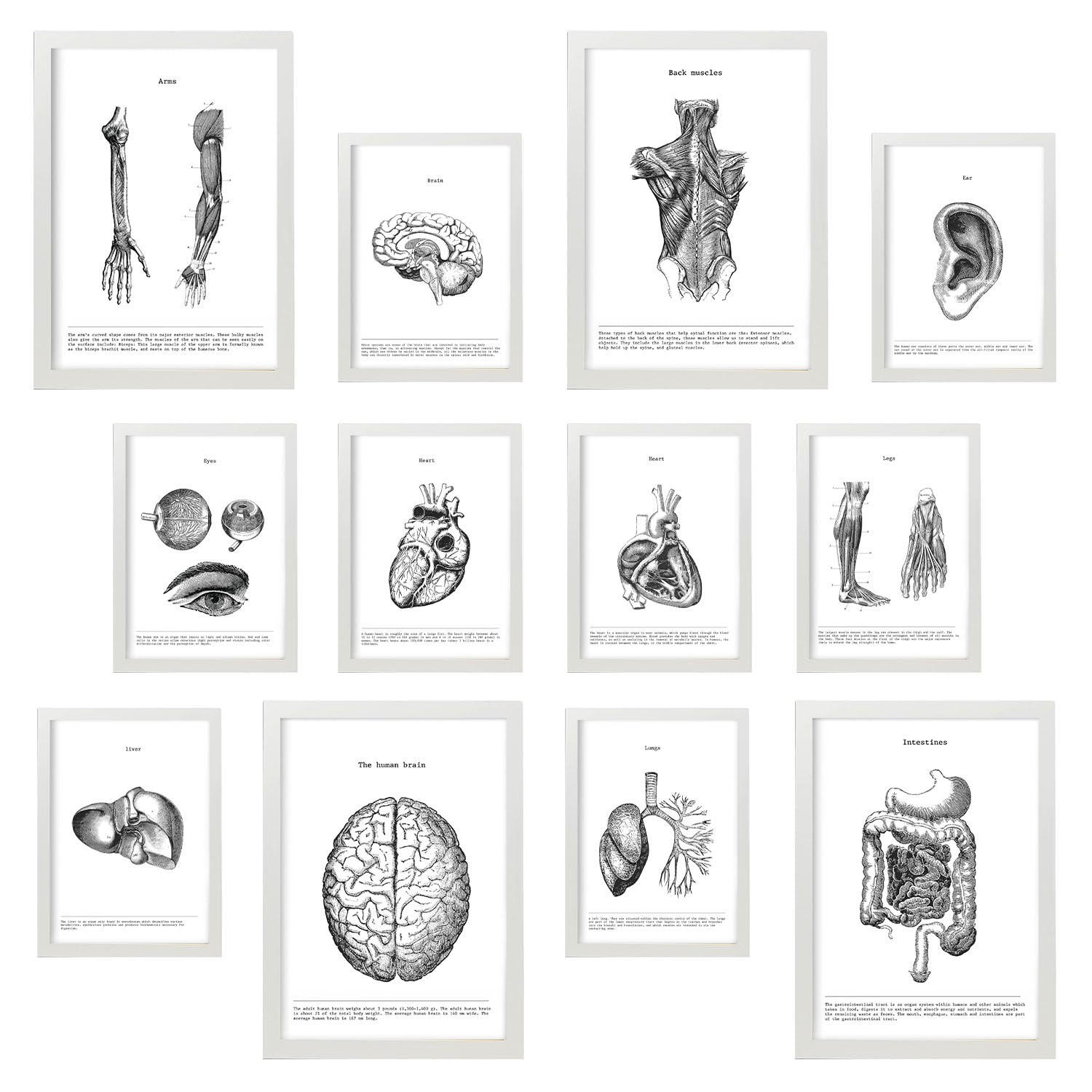 POSTER Set Mit 12 Anatomie Organe A3 Weißer Rahmen - Weiß, Papier (29.7/5/42cm) - Nacnic