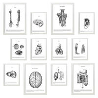 POSTER Set Mit 12 Anatomie Organe A3 Weißer Rahmen - Weiß, Papier (29.7/5/42cm) - Nacnic