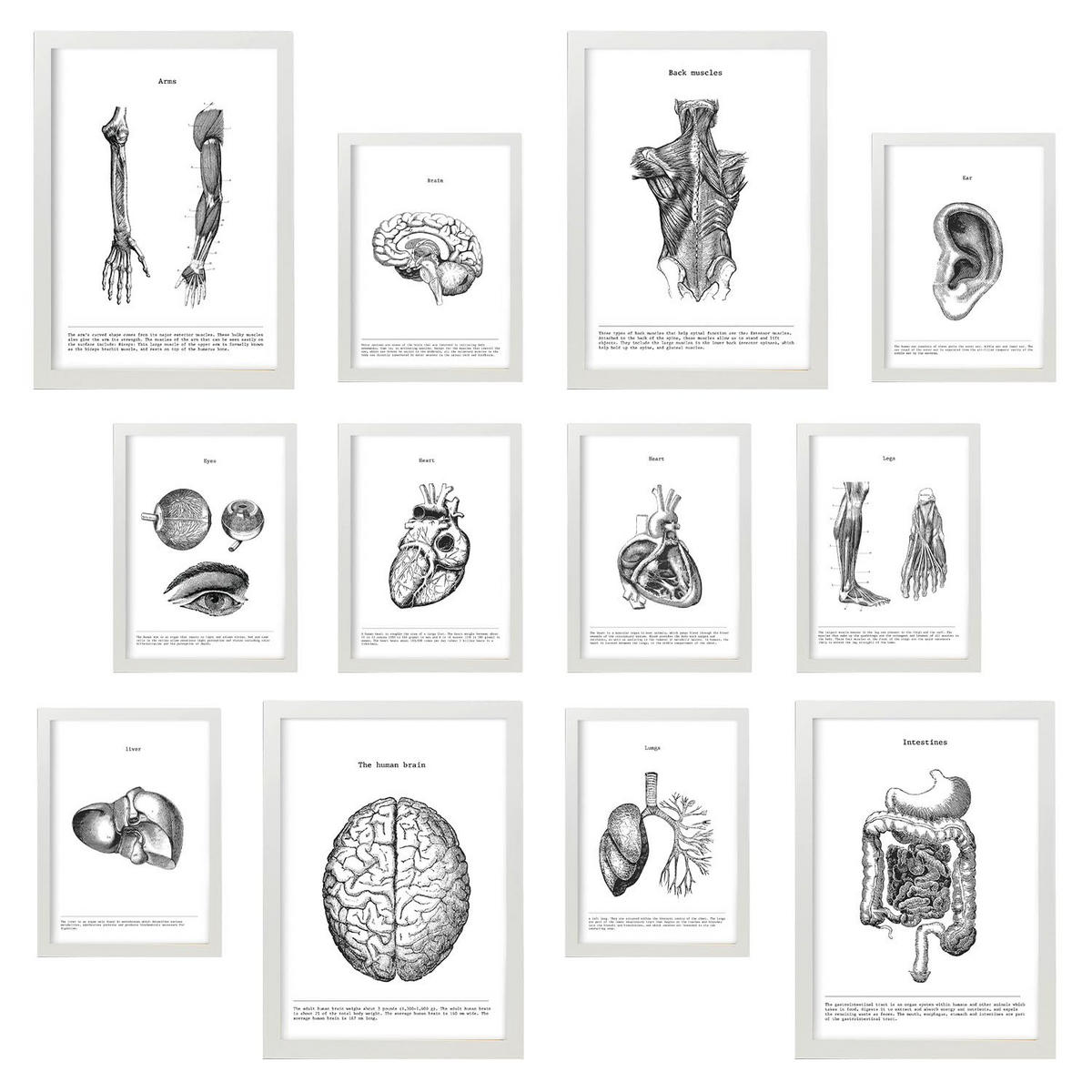 POSTER Set Mit 12 Anatomie Organe A3 Weißer Rahmen - Weiß, Papier (29.7/5/42cm) - Nacnic