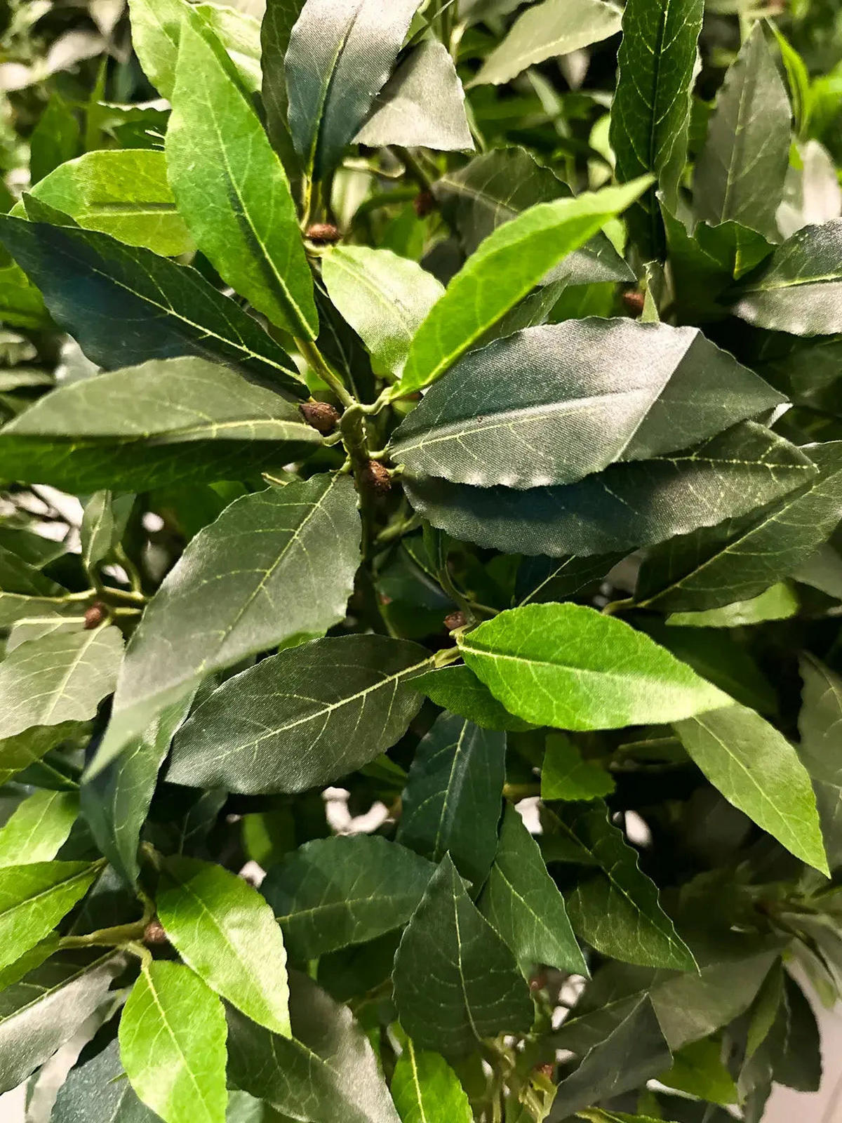 LORBEER Künstliche Lorbeer - Teresa 170 cm - Grün, Kunststoff (170cm) - aplanta