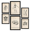 POSTER Set Mit 6 Knochenanatomie Größe A3 & A4 Schwarzer Rahmen - Schwarz, Papier (29.7/1cm) - Nacnic