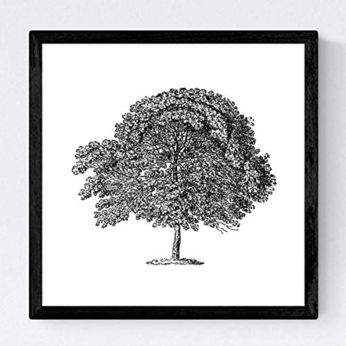 POSTER Set mit 4 Blättern der Baumstamm in halber weiß 30x30 cm Rahmenlos - Klar, Papier (30/3cm) - Nacnic