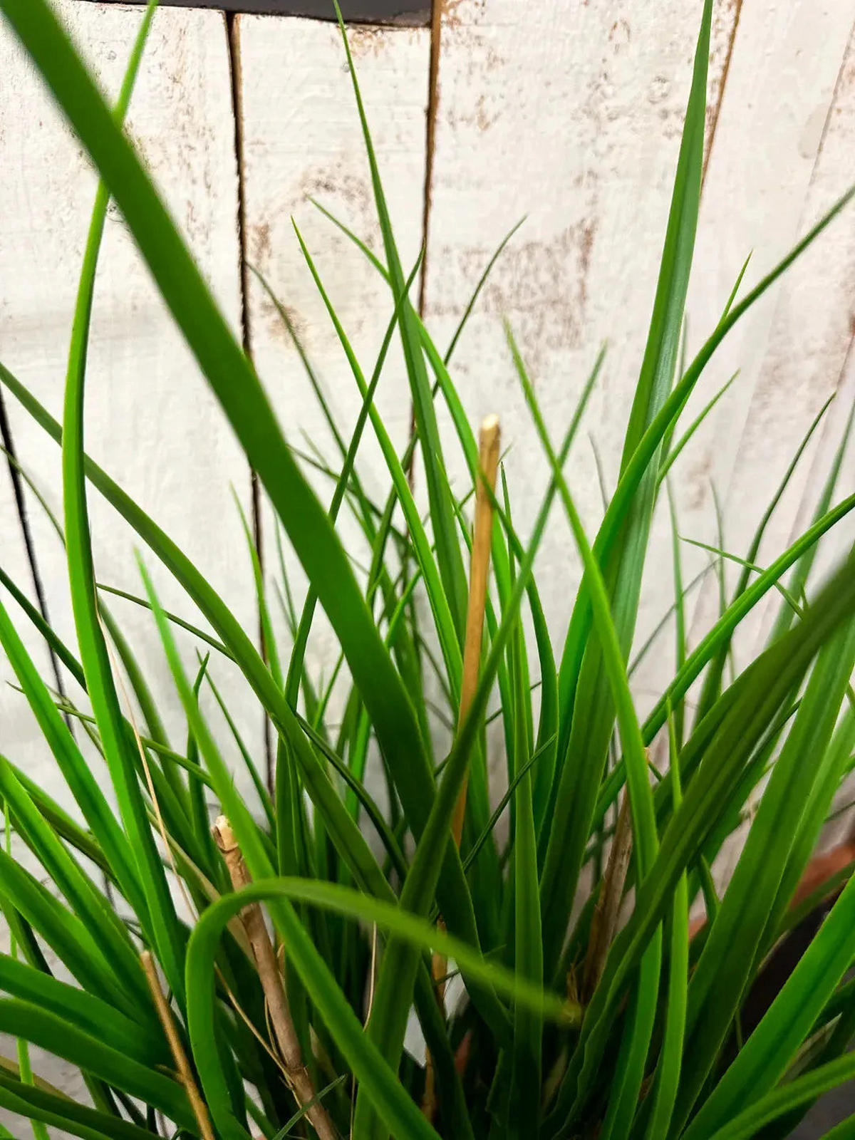 KÜNSTLICHES Gras - Kerem 110 cm - Grün, Kunststoff (110cm) - aplanta