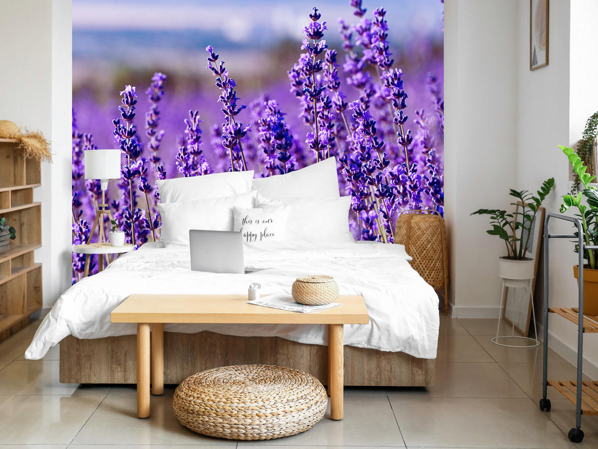 FOTOTAPETE für Schlafzimmer Lavendelfeld Blüten Provence 350x256 - Violett, Papier (350/256cm) - Muralo
