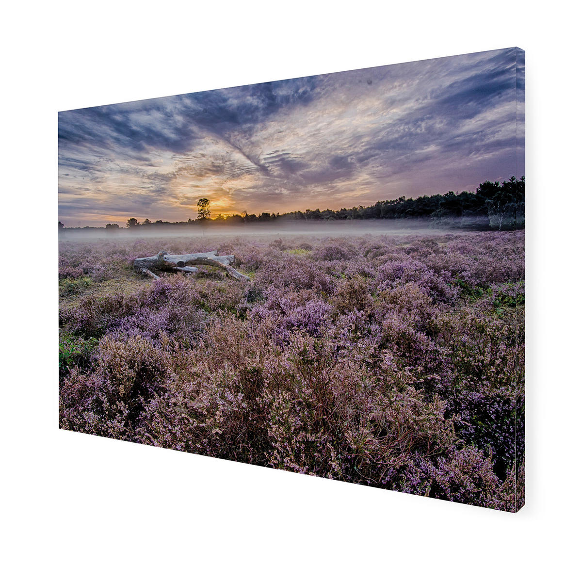 LEINWANDBILD Lavendelfeld - 50x70cm - Lila, Textil (70/50cm) - Art for the Home