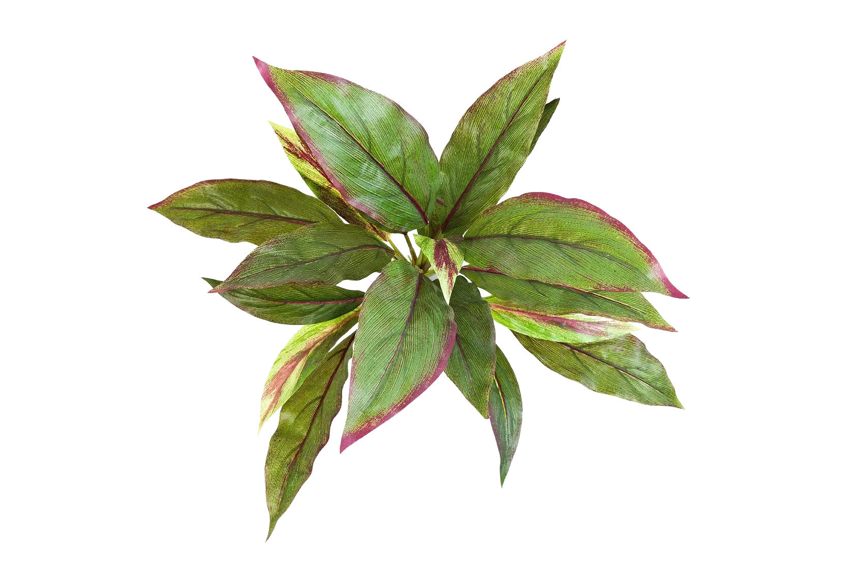 KUNSTPFLANZE Künstliche Cordyline - Elsa 30 cm - Grün, Kunststoff (30cm) - aplanta