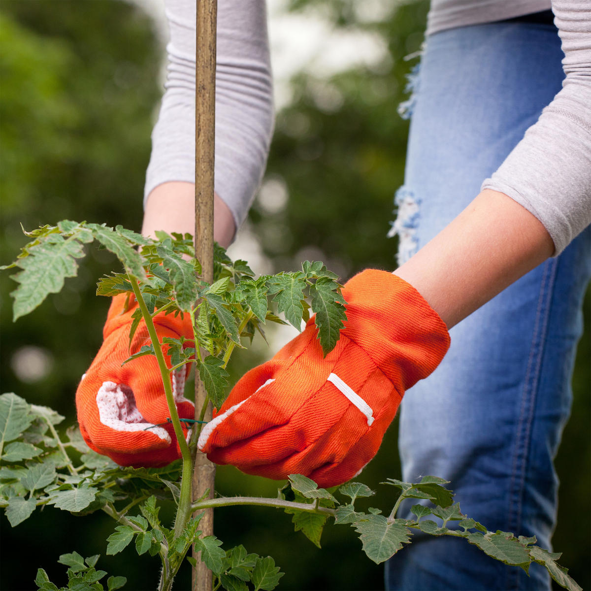40XPFLANZSTÄBE - Hellbraun, Holz (1/105/1cm) - Relaxdays