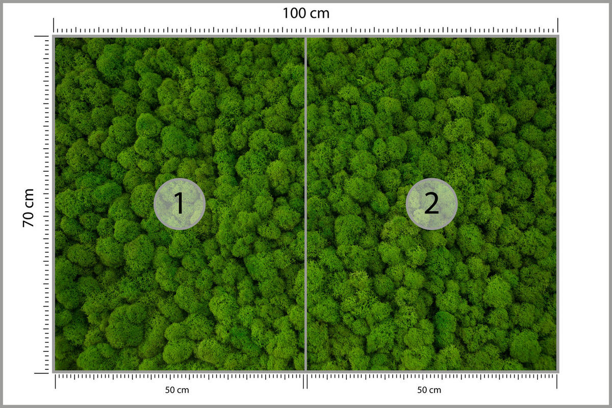 FOTOTAPETE für Jugendzimmer Dekorativer Grüner Moos Modern 100x70 - Grün, Papier (100/70cm) - Muralo
