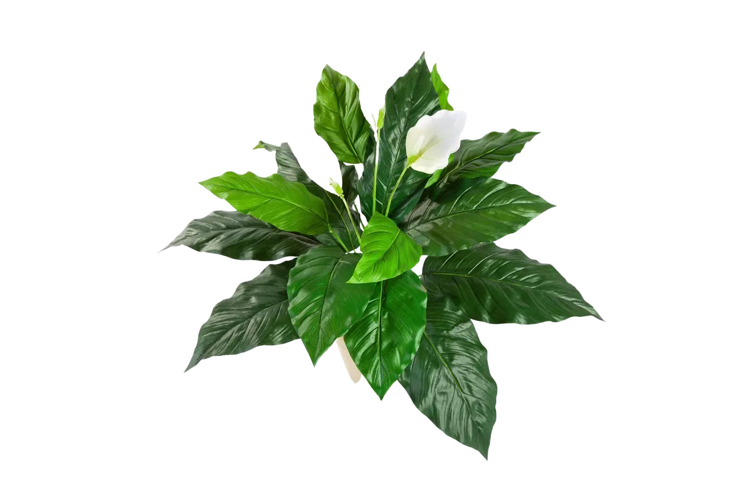 KÜNSTLICHE Spathiphyllum Steckpflanze - Luna 71 cm - Grün, Kunststoff (71cm) - aplanta