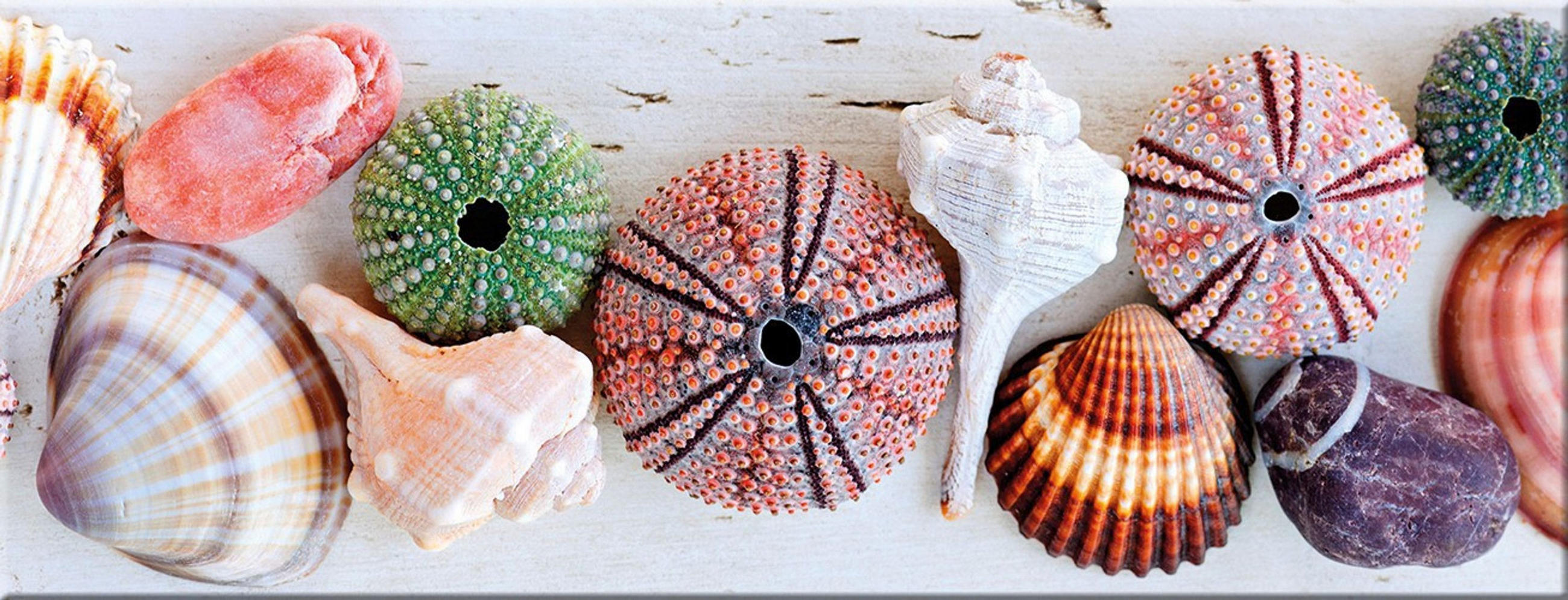 GLASBILD 80x30 cm Muscheln maritim - Gelb, Glas (80/30cm) - artissimo