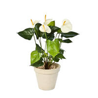KUNSTPFLANZE Künstliche Flamingoblume - Steckpflanze - Nora 56 cm - Creme, Kunststoff (56cm) - aplanta