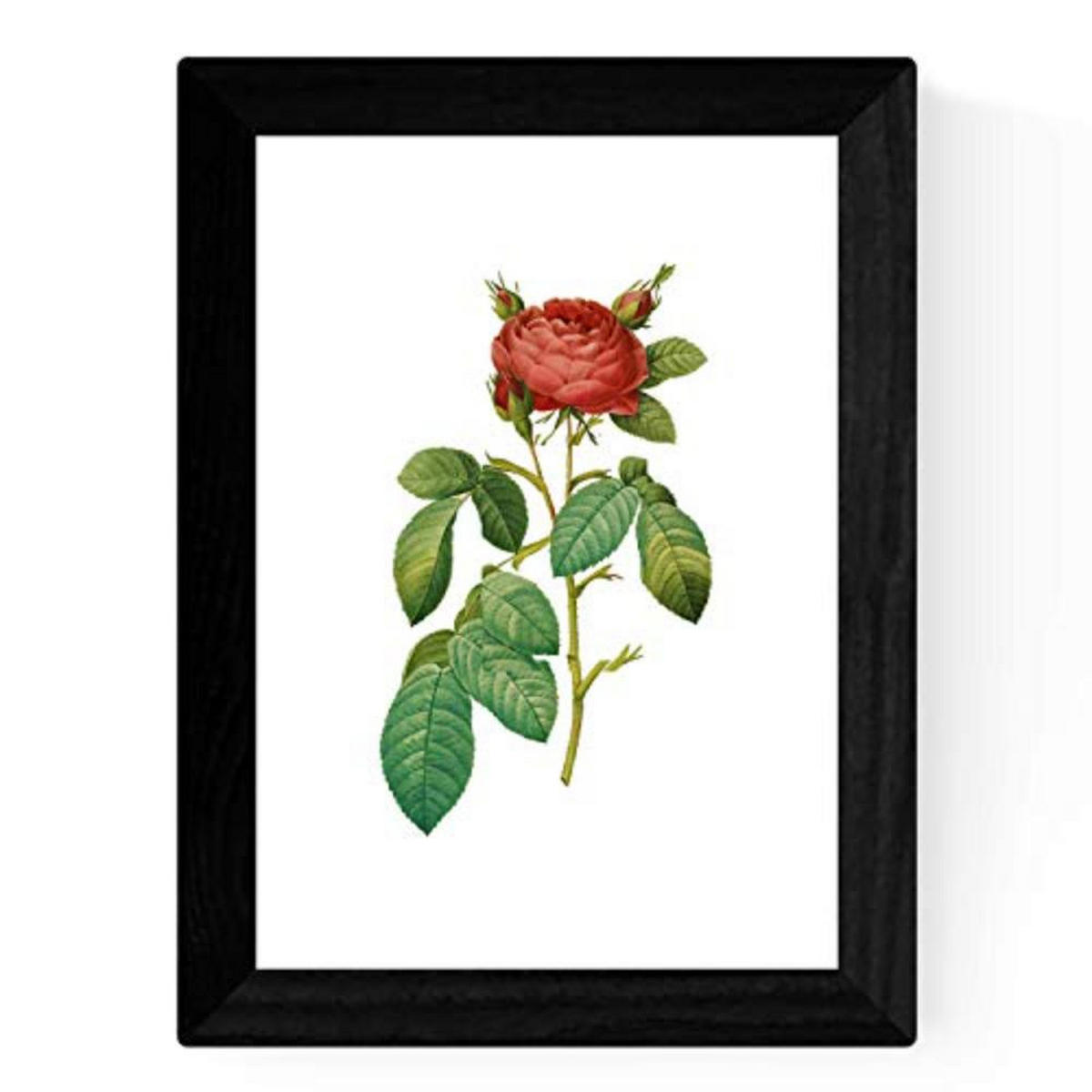 POSTER Set mit 4 Botanischen Stils Rosenkranz Weiß A3 Rahmenlos - Klar, Papier (29.7/3cm) - Nacnic