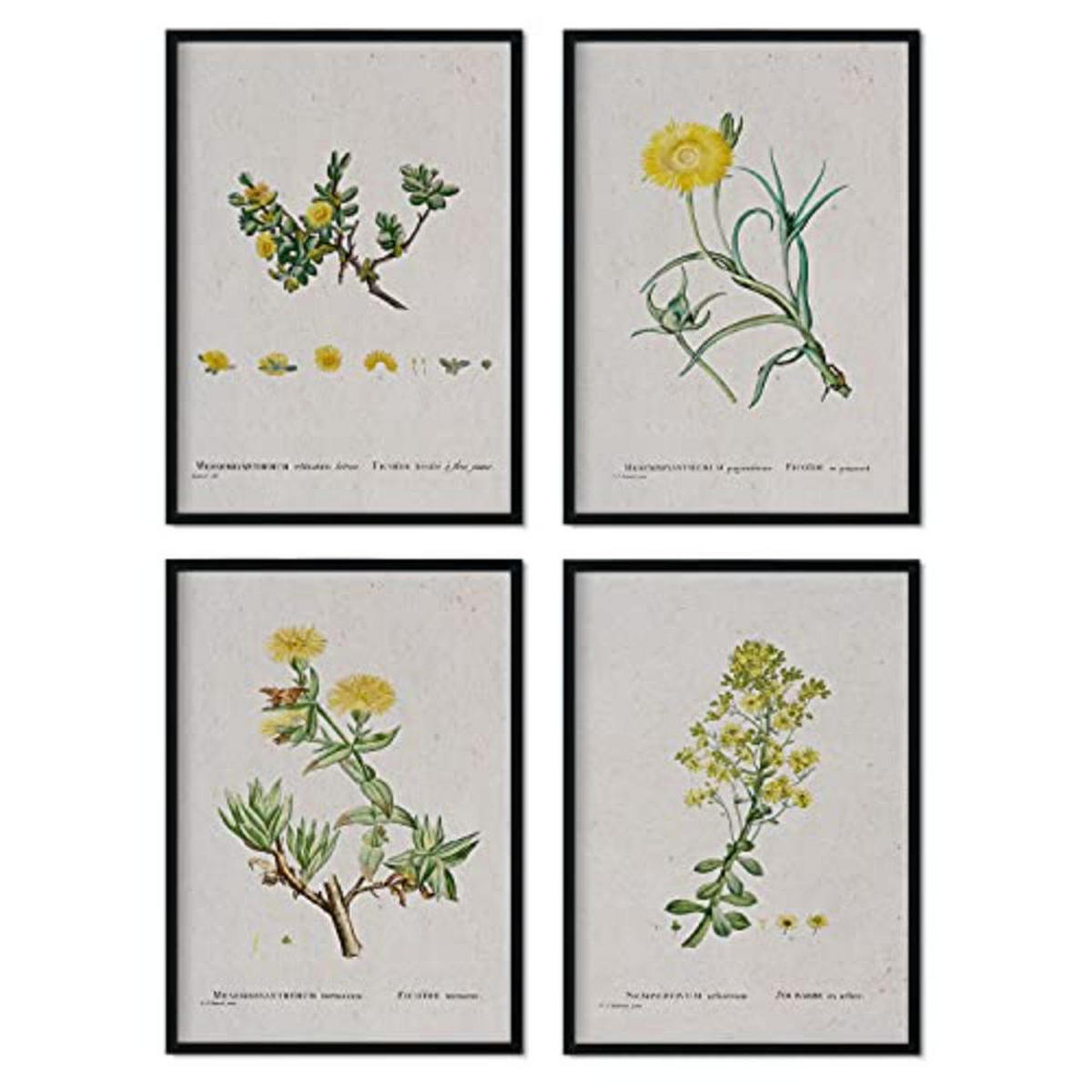 POSTER Set mit 4 von gelben Blättern aus dem Künstler PierreJoseph Redouté A4 Rahmenlos - Klar, Papier (29.7/3cm) - Nacnic