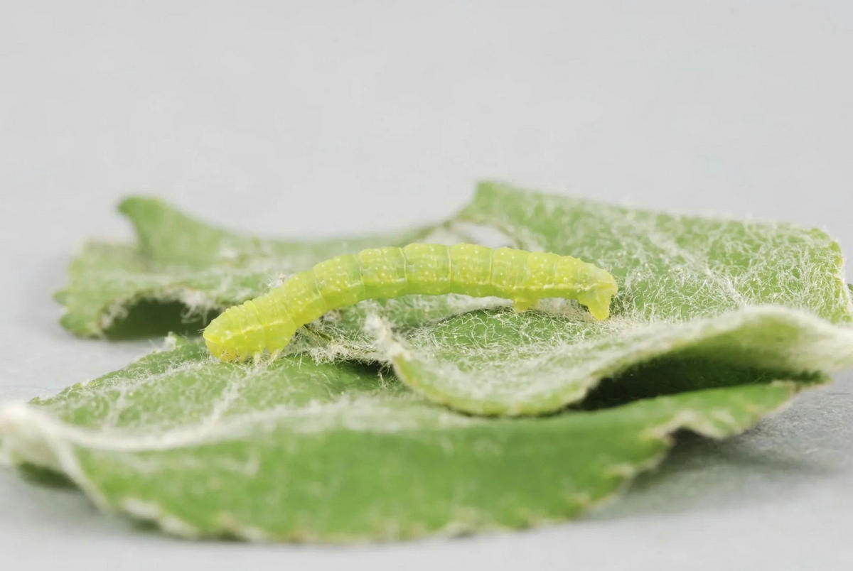 RAUPENLEIM gegen Obstschädlinge, grün, 500g - Grün, Naturmaterialien - Westfalia