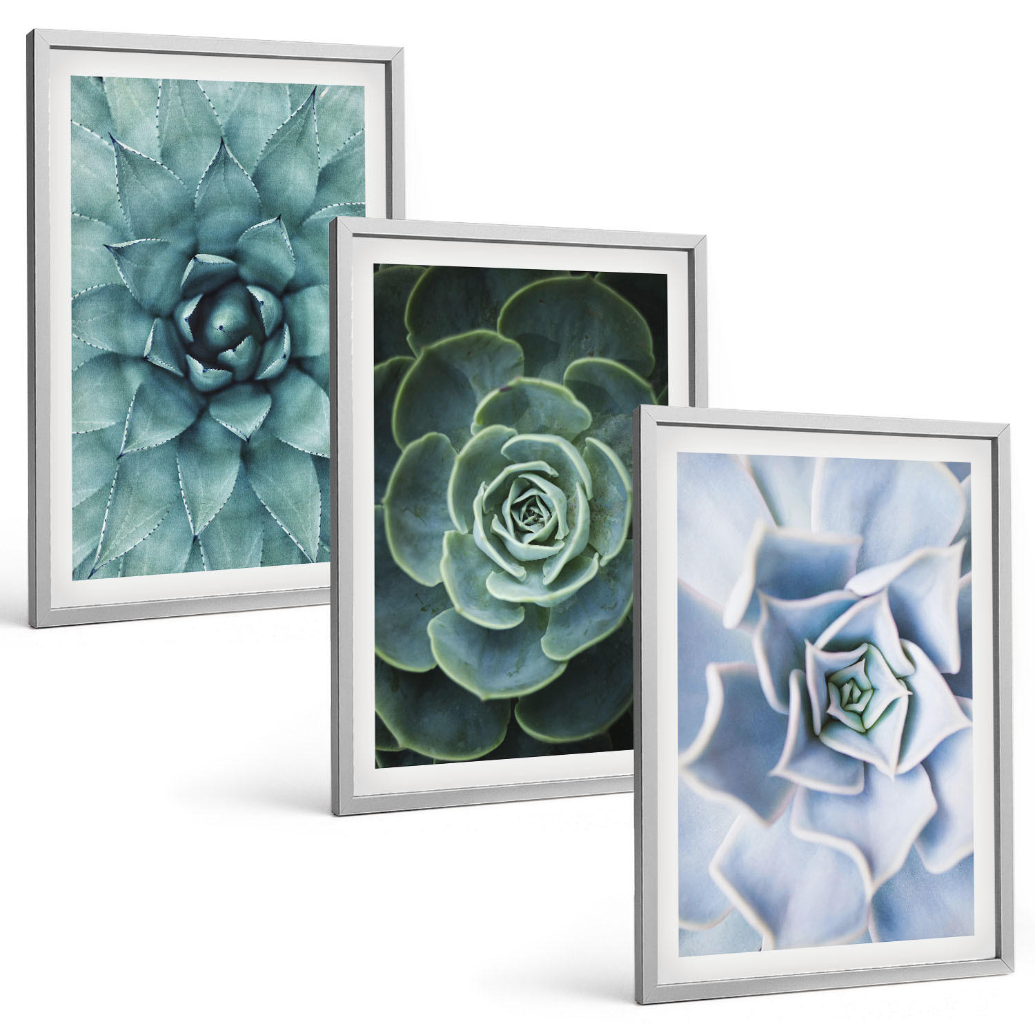 BILDER SET 3er Set - 40x60 cm Silberner Rahmen - Sukkulente Pflanzen grün türkis - Silberfarben, Kunststoff (40/60cm) - TULUP
