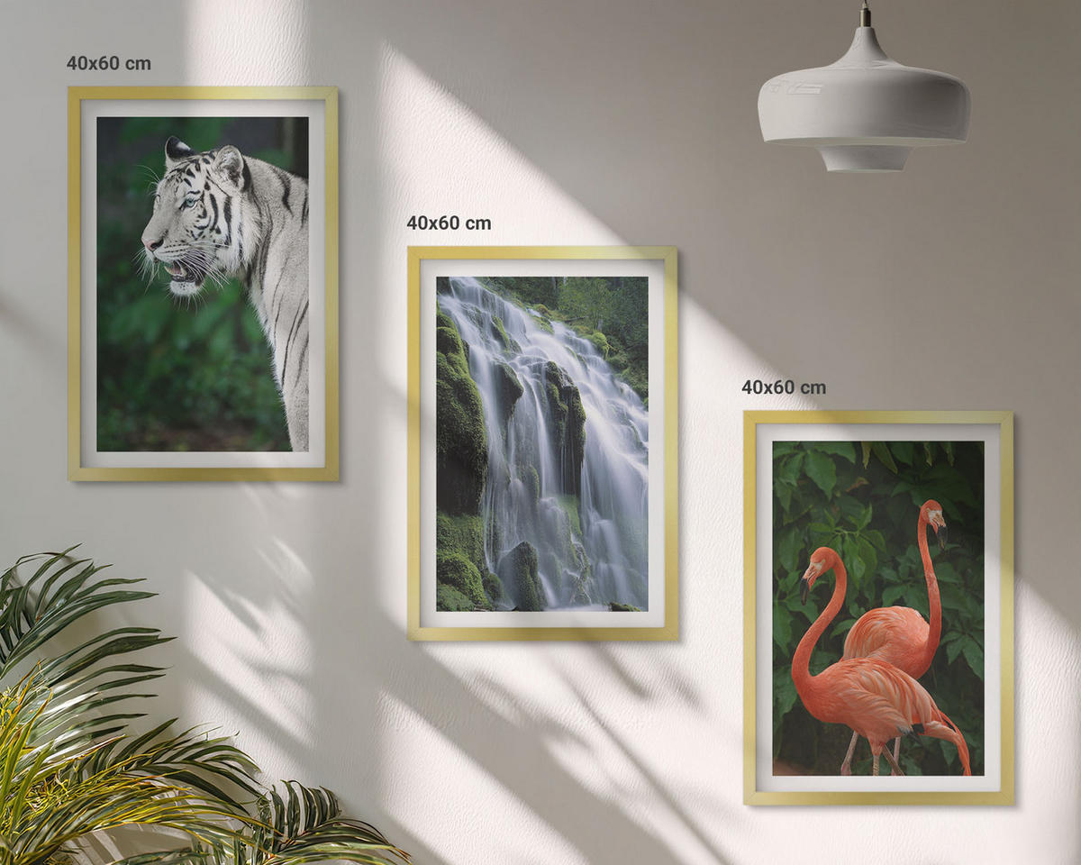 BILDER SET 3er Set - 40x60 cm Goldrahmen - Tiger Wasserfall Flamingos Natur - Goldfarben, Kunststoff (40/60cm) - TULUP