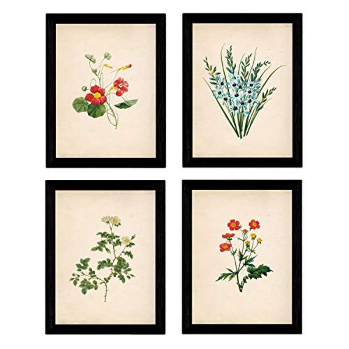 POSTER Set mit 4 Botanischen Stils Sensitive A3 Rahmenlos - Klar, Papier (29.7/3cm) - Nacnic