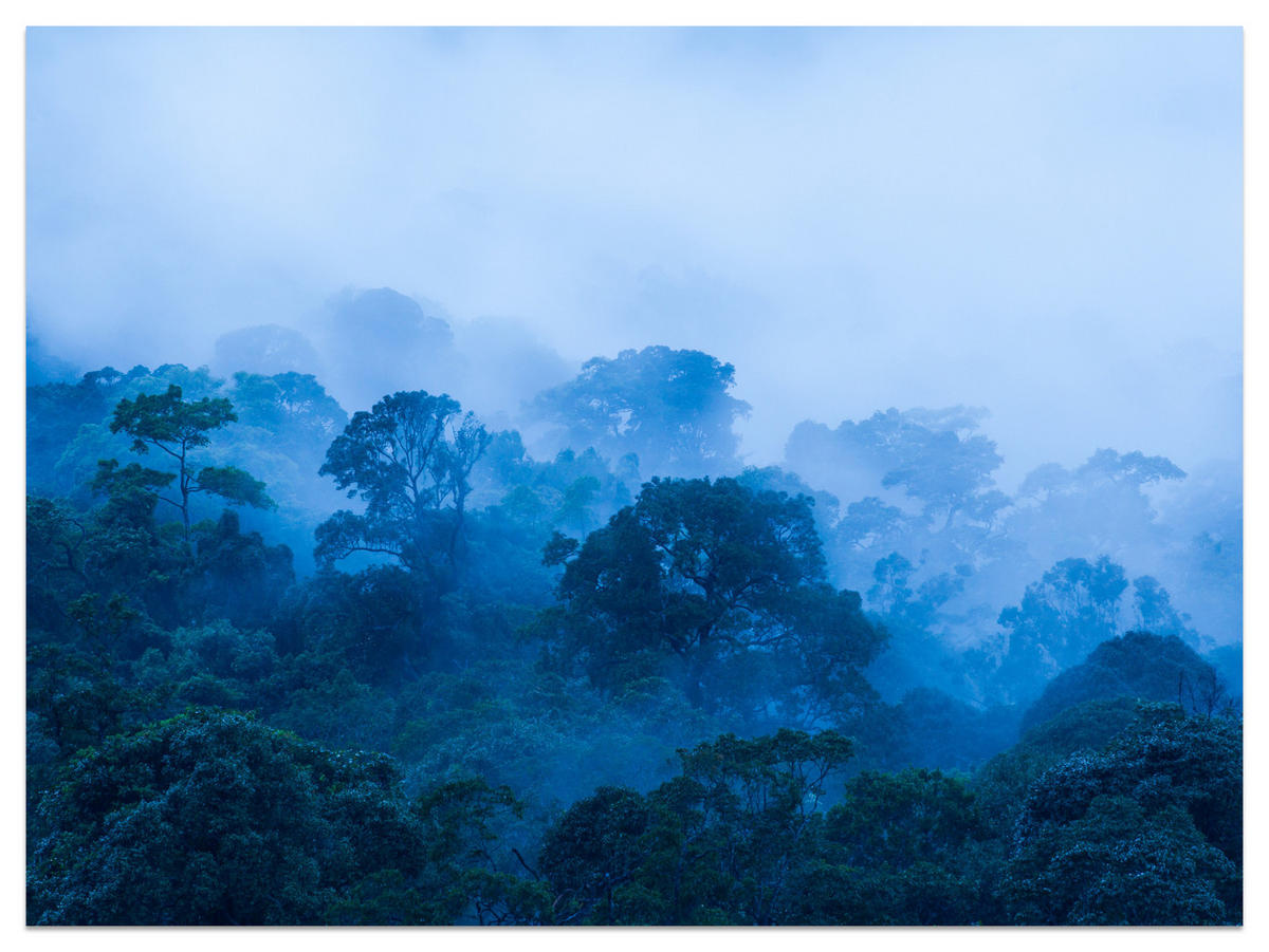 FOTOTAPETE für Wohnzimmer Tropischer Laubwald Nebel Dschungel 350x256 - Schwarz, Papier (350/256cm) - Muralo