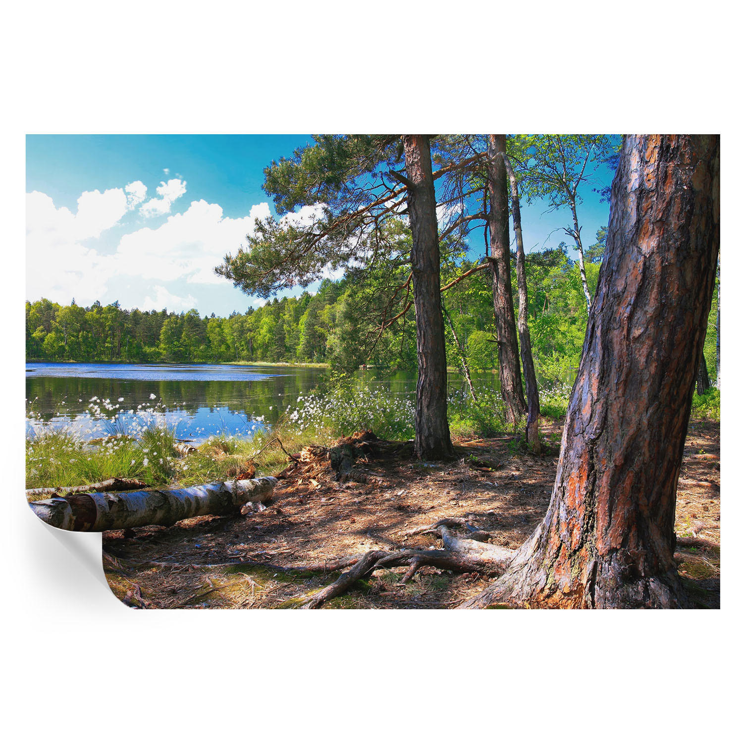 FOTOTAPETE 152x104 cm - Waldlandschaft - Grün, Textil (152/104cm) - Wallfluent
