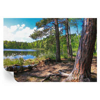 FOTOTAPETE 152x104 cm - Waldlandschaft - Grün, Textil (152/104cm) - Wallfluent