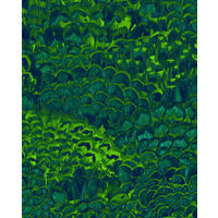 FOTOTAPETE Gefieder 200 x 250 cm - Grün, Papier (200/250cm) - Sanders & Sanders