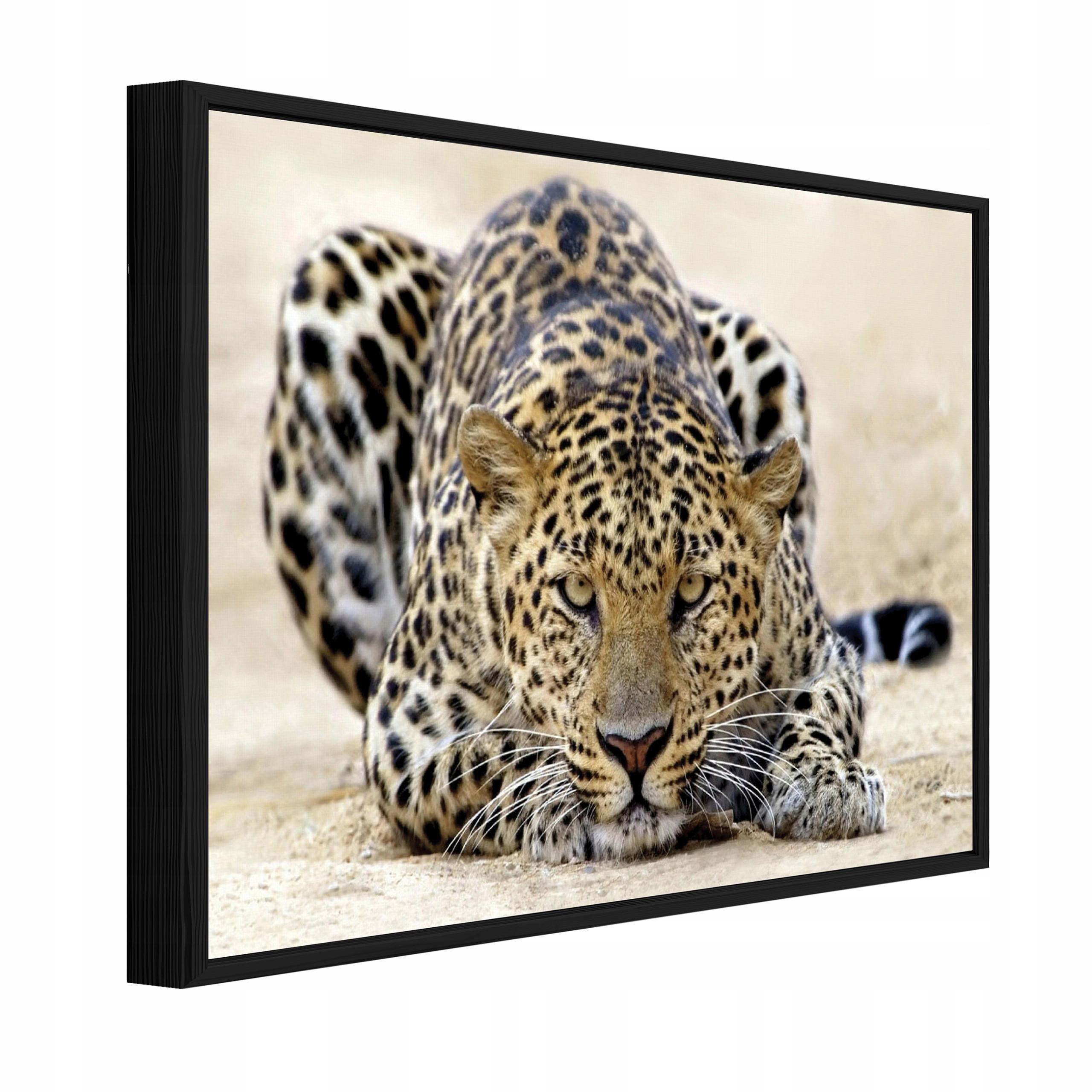 Wallarena ZARÁMOVANÉ obrazy Lampard Animals Béžová 120x80 cm