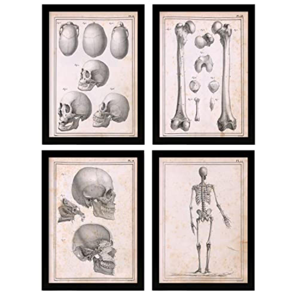 POSTER Set mit 4 Anatomie von Körperknochen und Kopf A4 Rahmenlos - Klar, Papier (29.7/3cm) - Nacnic