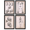 POSTER Set mit 4 Anatomie von Körperknochen und Kopf A4 Rahmenlos - Klar, Papier (29.7/3cm) - Nacnic