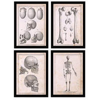 POSTER Set mit 4 Anatomie von Körperknochen und Kopf A4 Rahmenlos - Klar, Papier (29.7/3cm) - Nacnic
