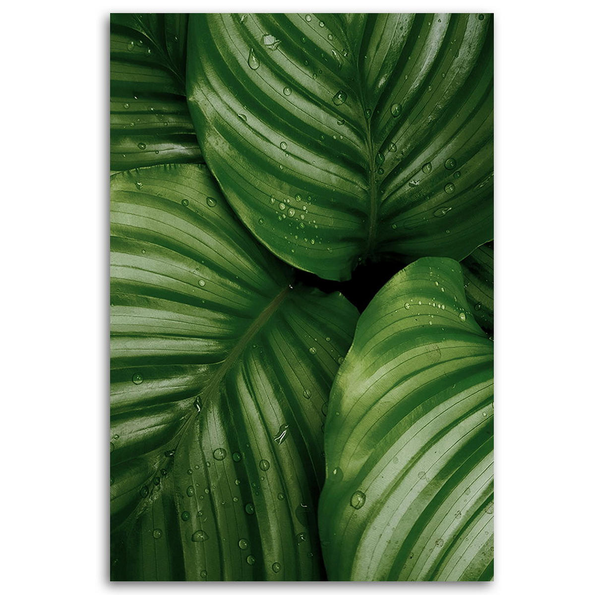 KUNSTDRUCK Grün 40/60 cm - Grün, Textil (40/60cm) - KUNSTLOFT