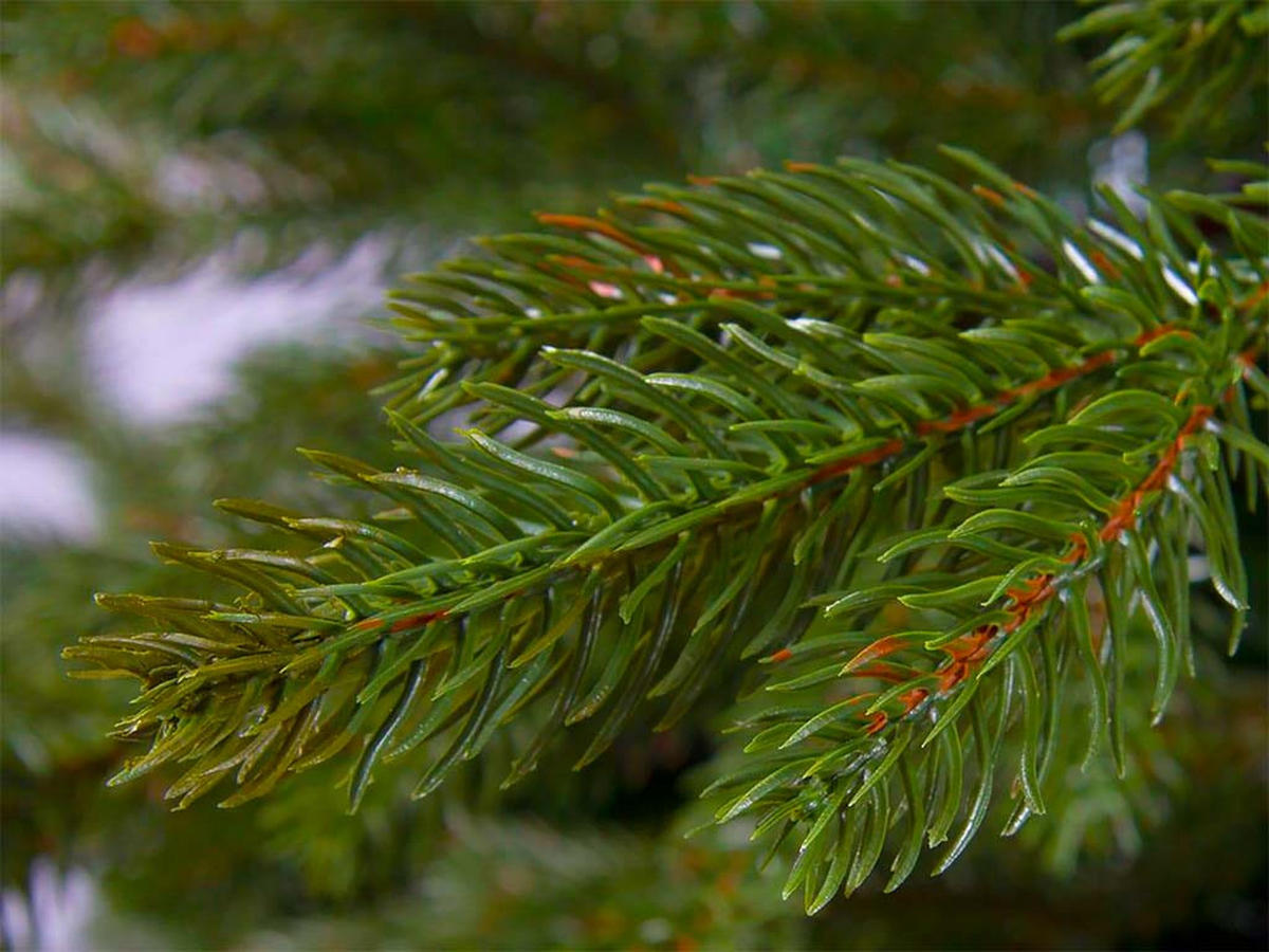 WEIHNACHTSBAUM künstlicher DELUXE BERNARD 500 cm, grün, 2D/3D, 17204 Zweige, inkl. Metallständer - Grün, Kunststoff/Metall (288/500cm) - LAALU