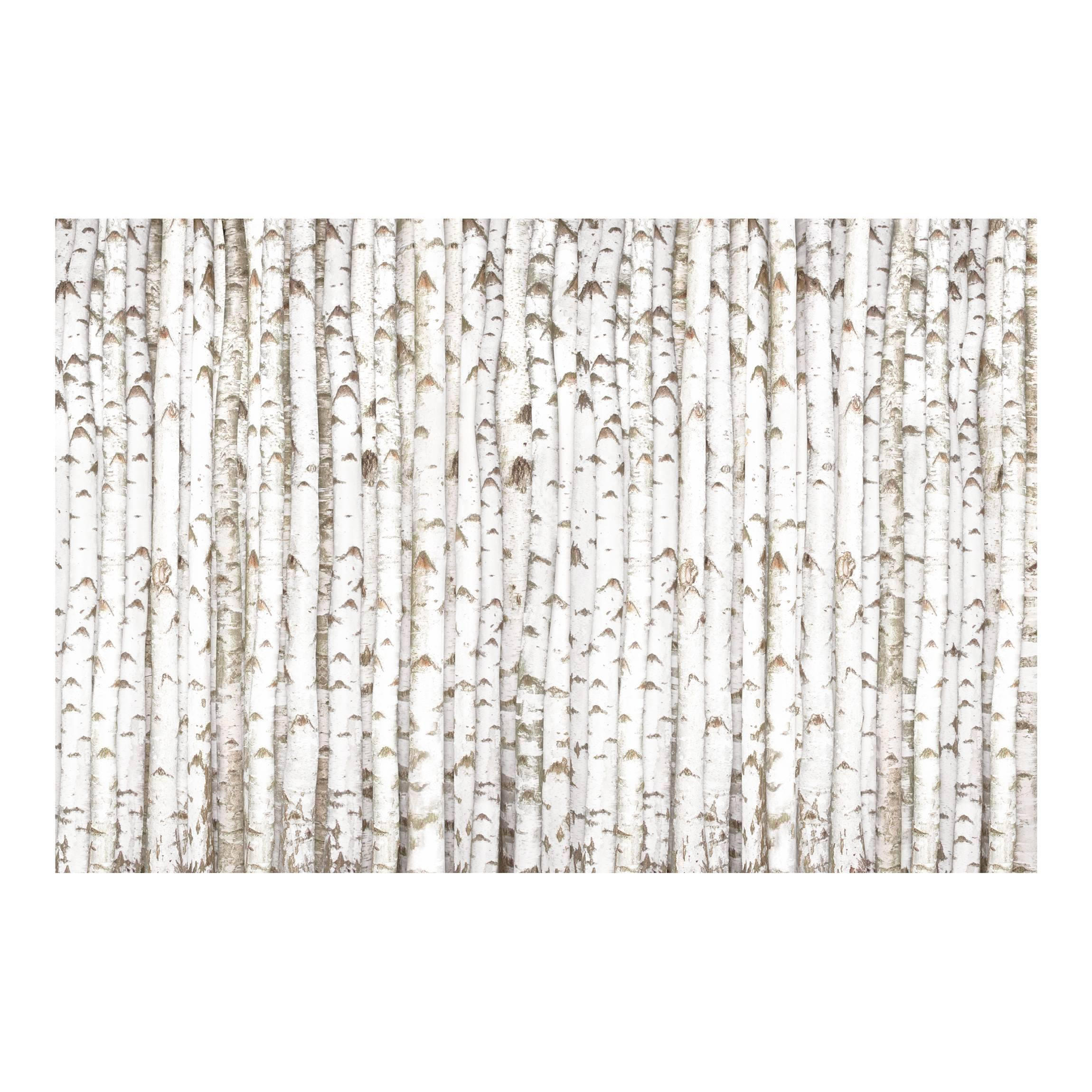 FOTOTAPETE No.YK15 Birkenwand 384/255 cm - Weiß, Papier (384/255cm) - Bilderwelten