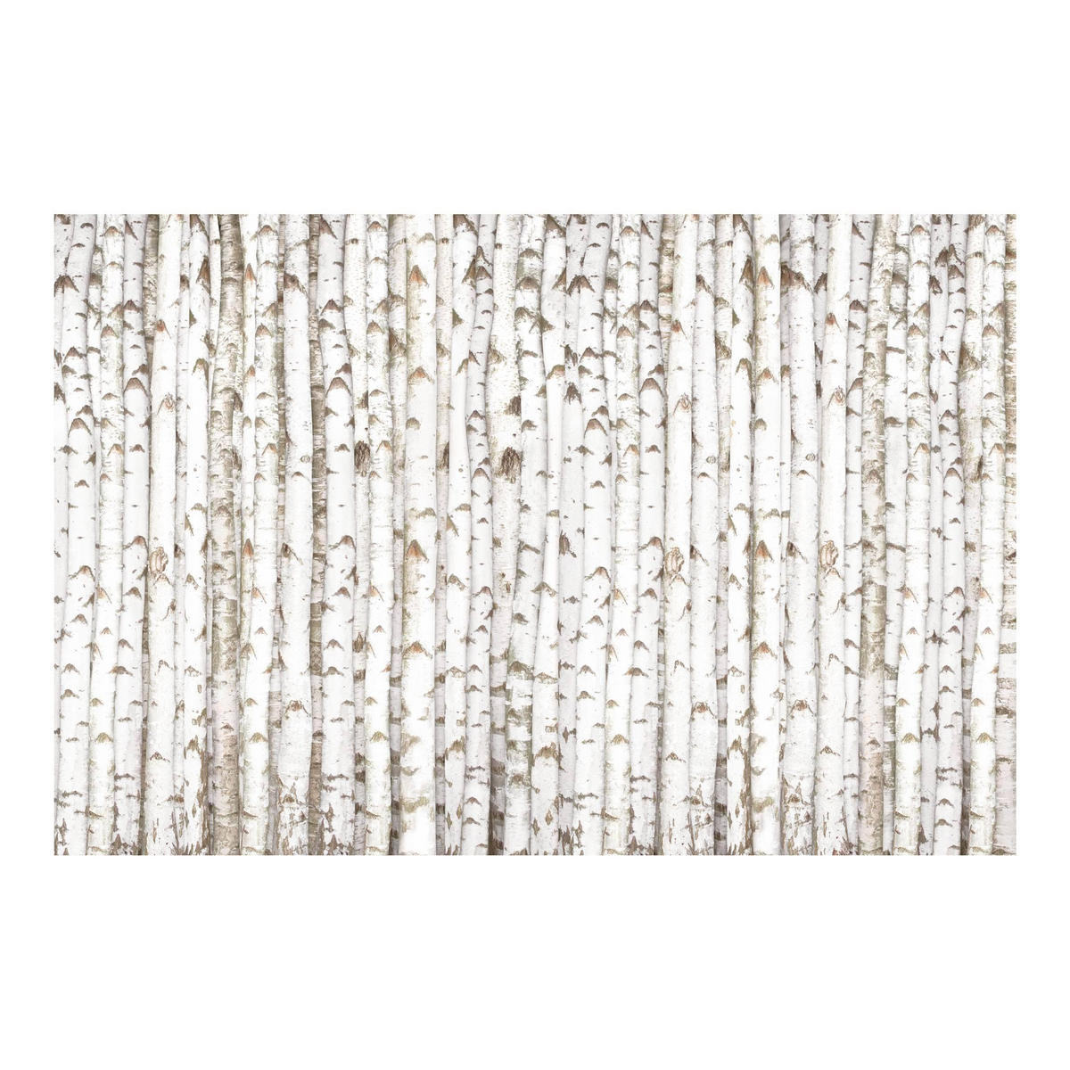 FOTOTAPETE No.YK15 Birkenwand 384/255 cm - Weiß, Papier (384/255cm) - Bilderwelten