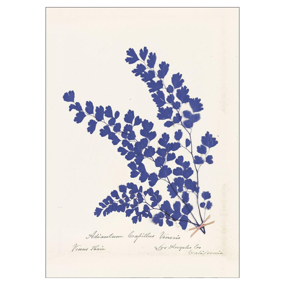 POSTER Wild Apple - Botanical Fern III Blue - Blau, Papier (50/70/0.1cm) - Poster&Frame