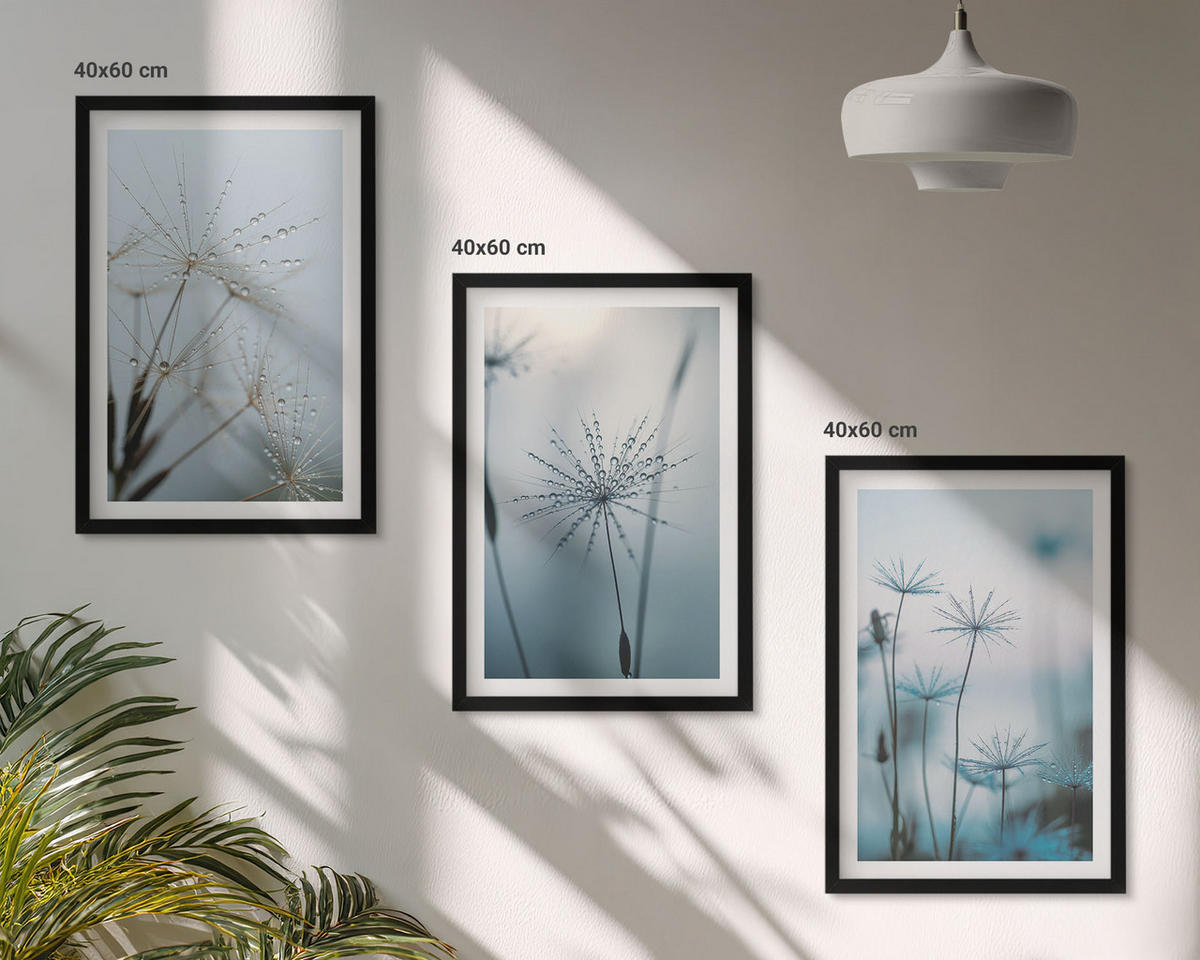 BILDER SET 3er Set - 40x60 cm Schwarzer Rahmen - Löwenzahn mit Wassertropfen - Schwarz, Kunststoff (40/60cm) - TULUP