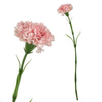 KVĚTINA, plast, oranžová - světle růžová, plast (50cm) - Mondex