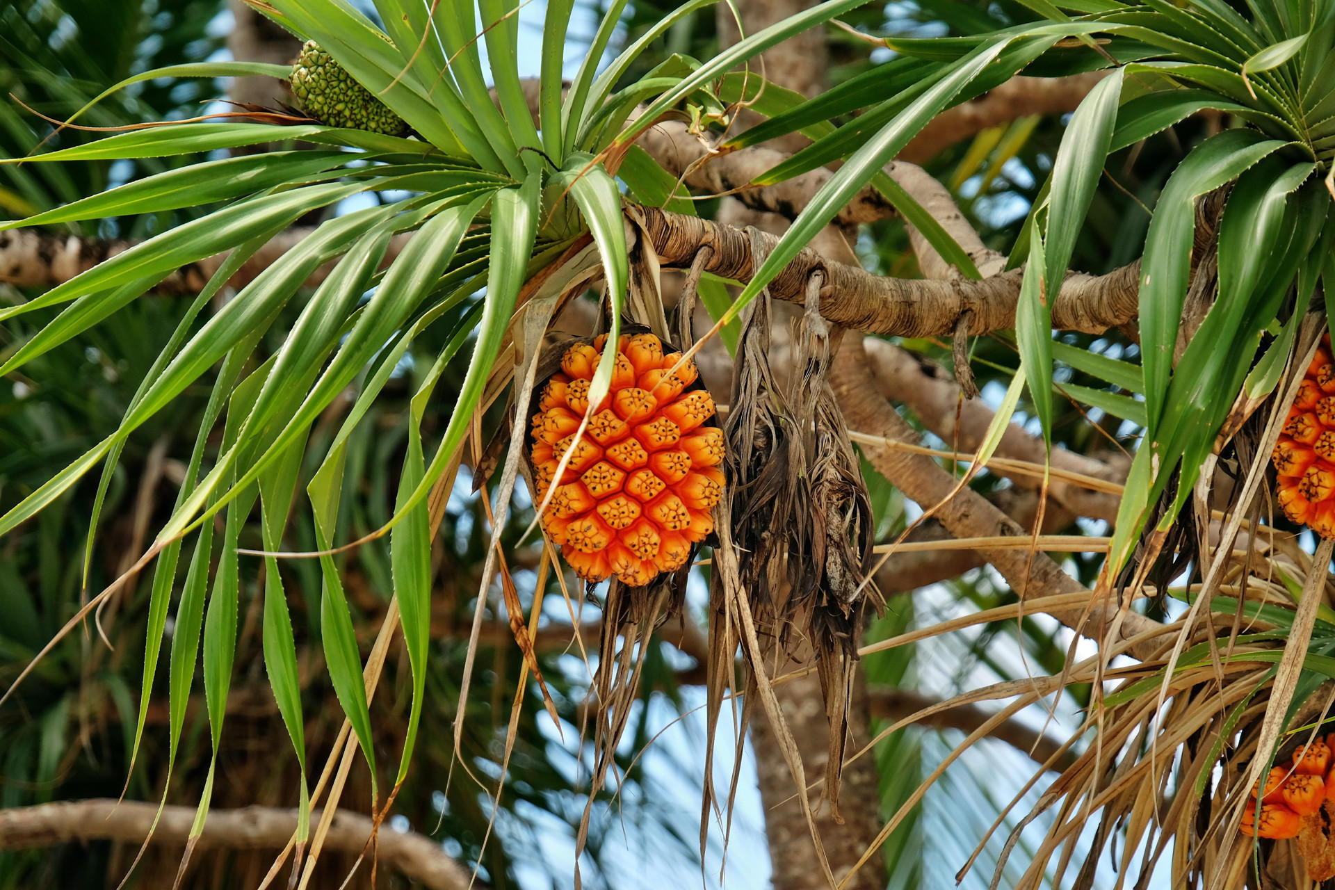 Palmblätter für Lauhala Flechtkunst