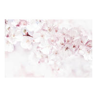 FOTOTAPETE Ein Kirschblütenhauch 336/225 cm - Rosa, Papier (336/225cm) - Bilderwelten