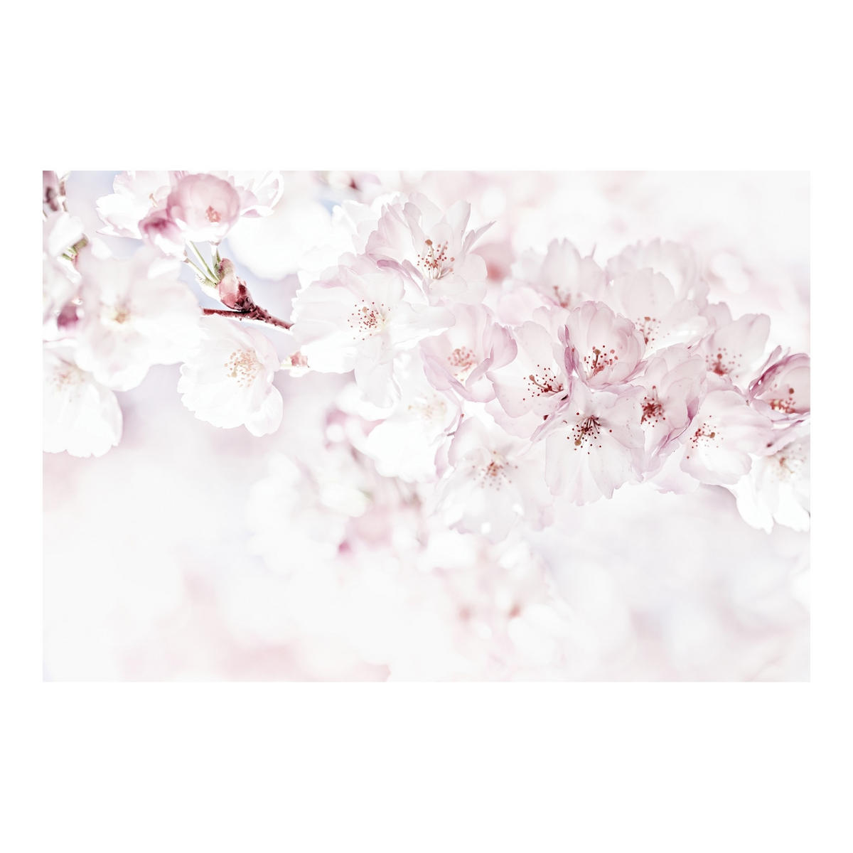 FOTOTAPETE Ein Kirschblütenhauch 336/225 cm - Rosa, Papier (336/225cm) - Bilderwelten