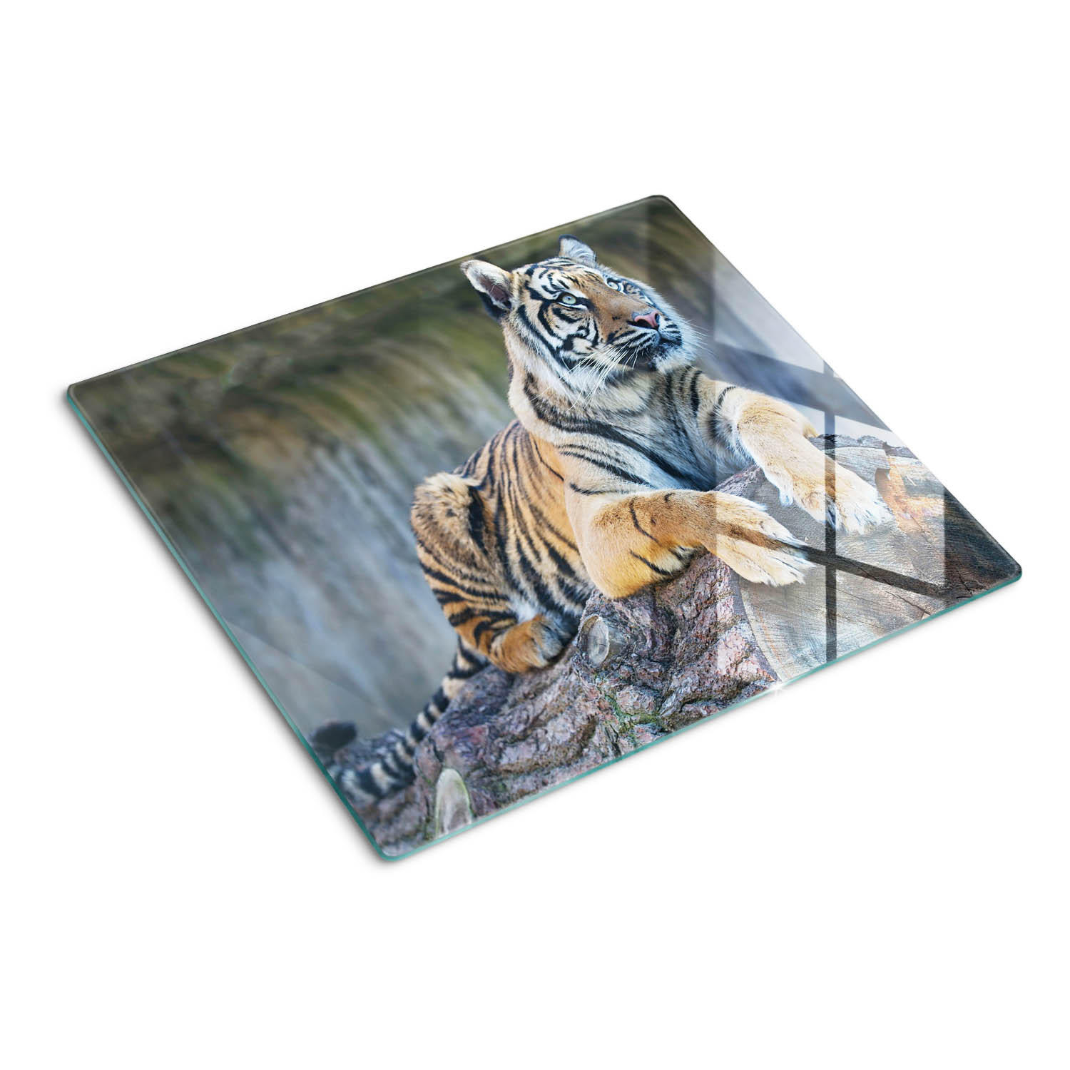 GLASPLATTE 60x52 cm Tiger - Grau, Glas (60/0.4/52cm) - TULUP