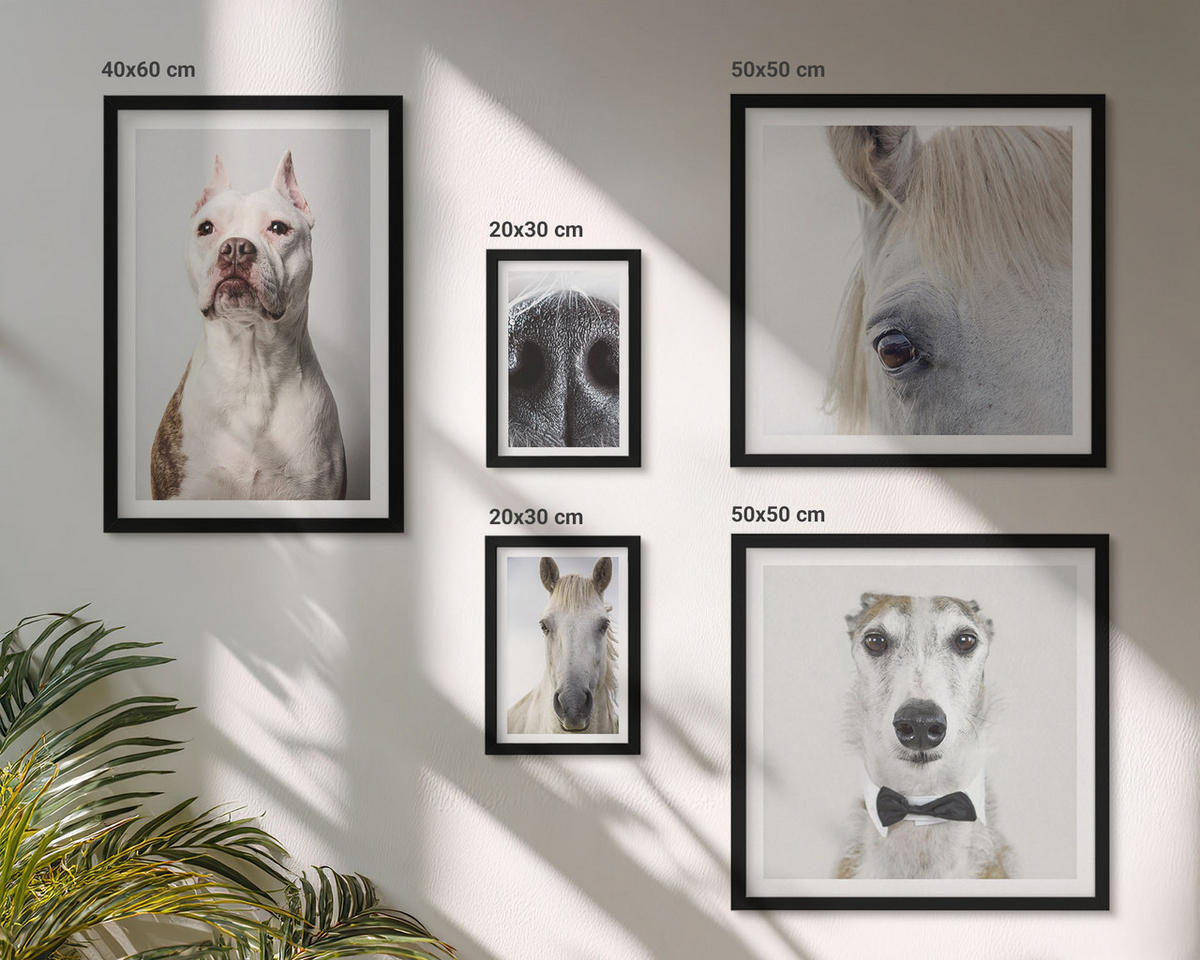 BILDER SET 5er Set - 50x50 cm & 20x30 cm & 40x60 cm Schwarzer Rahmen - Elegante Porträts von Hunden und Pferden - Schwarz, Kunststoff (40/60cm) - TULUP