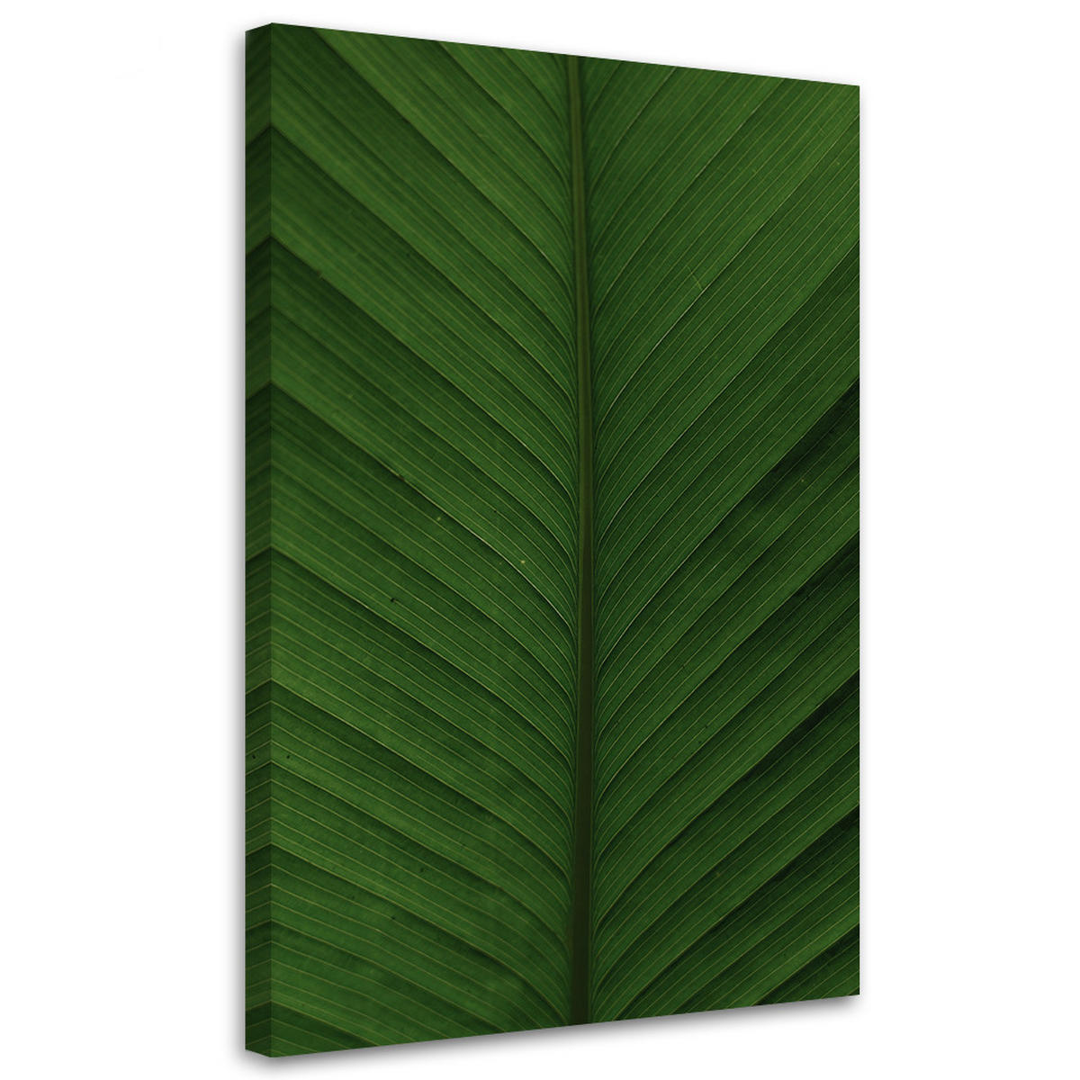 WANDBILD bananenblatt makro - Grün, Textil (40/60cm) - Feeby