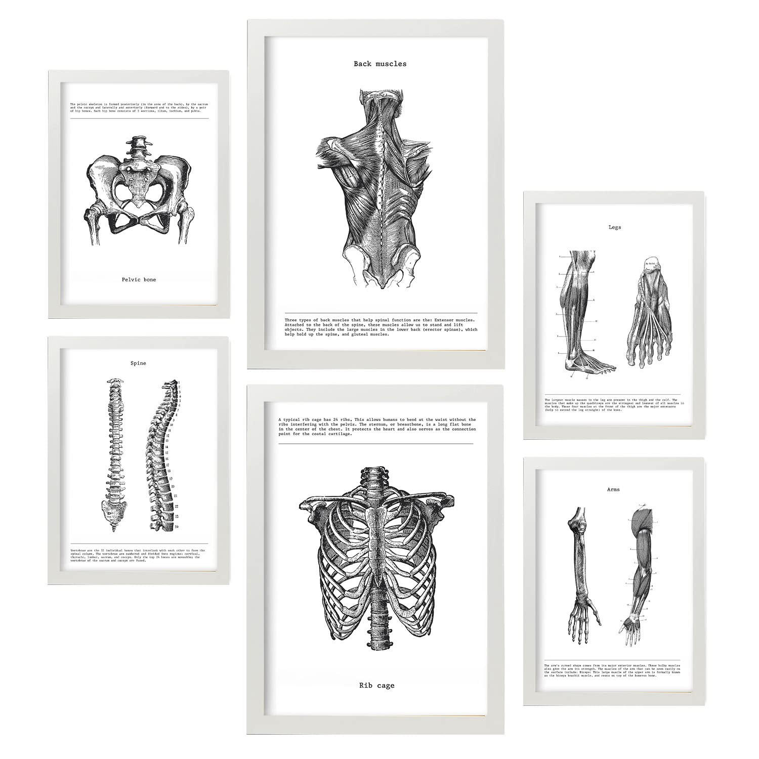POSTER Set Mit 6 Anatomie Muskeln, Bein, Arm, Wirbelsäule, Becken A3 & A4 Schwarzer Rahmen - Schwarz, Papier (29/3cm) - Nacnic